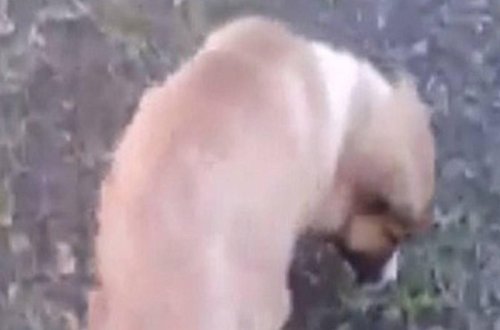 İti döyən polis əməkdaşı işdən çıxarıldı - 500 manat cərimə - VİDEO