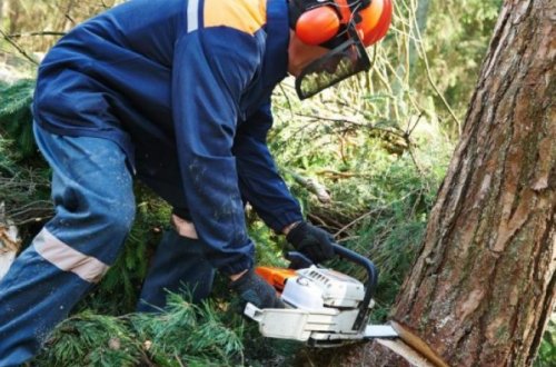 Oğuz meşələrində ağacları kəsib milyonlar qazanan şəxslər kimlərdir? - Rayon sakinləri imdat diləyir (FOTOLAR)