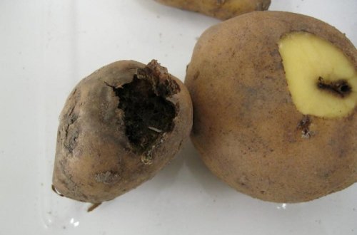 4 tondan çox kartofda güvə aşkarlandı