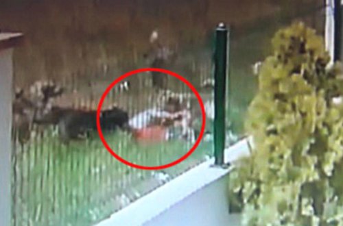 DƏHŞƏT! 6 sahibsiz it 5 yaşlı uşağa hücum etdi - (18+) ŞOK VİDEO
