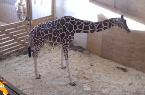 Bu görüntülər REKORD QIRDI: Zürafə öz balasını göz yaşları içində... - VİDEO