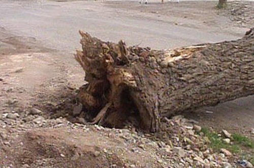 Masallıda bayraq dirəyi, elektrik dirəkləri aşdı, ağacla kökündən çıxdı - Küləyin fəsadları