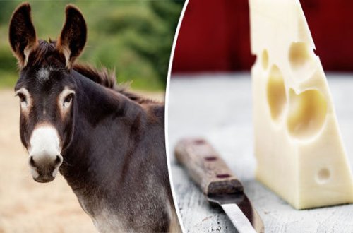 Azərbaycanda eşşək pendiri satılır – ŞOK QİYMƏT 