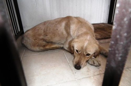 Maştağada BİABIRÇILIQ: Gənc oğlan iti zorladı, nəticədə... - FOTO