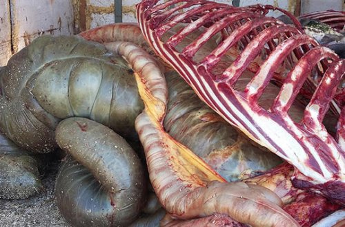 At əti aşkarlandı - Möhtəviyyatla dolu daxili orqanları...