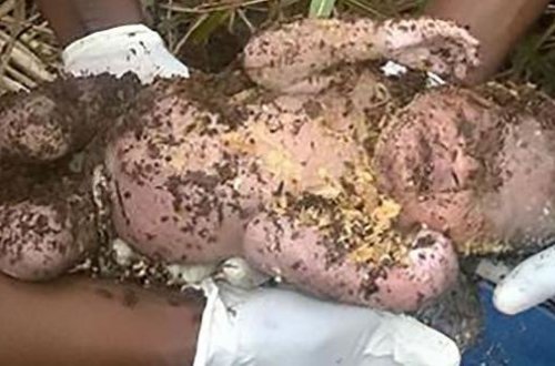 Yeni doğulan körpəni DİRİ-DİRİ TORPAĞA BASDIRDI, 3 gün sonra... - FOTO