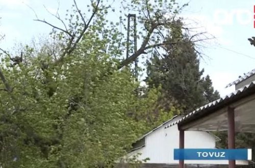 Azərbaycanda güclü külək DƏHŞƏTİ: Ağac kökündən qopdu, gənc oğlan... - VİDEO