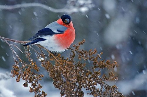 Apreldə qar gözənilməzdir? - RƏSMİ CAVAB