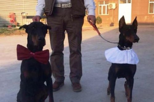 İtlərin toyundakı musiqiçi Aşıqlar Birliyindən qovuldu - VİDEO