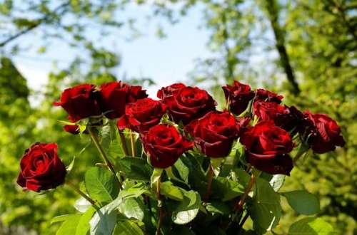 İqtisadi böhran GÜL bayramını GÜLSÜZ qoydu - YENİLİK