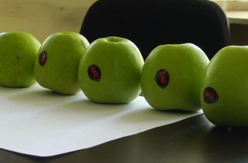 Quba almalarının İrəvana 