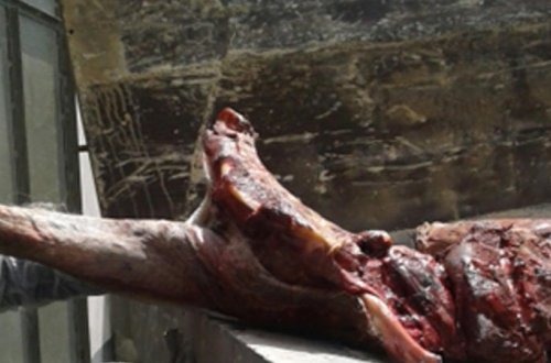 Qəbələdə at əti aşkarlandı - FOTO