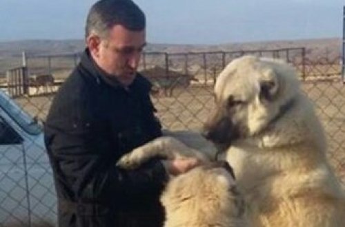 PREZİDENTİN QƏZƏBİNƏ GƏLƏN İŞ ADAMI HƏBS OLUNDU! – “Akula Akif”in ortağıdır!