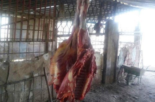 Bizə niyə at - eşşək əti yedirirlər?