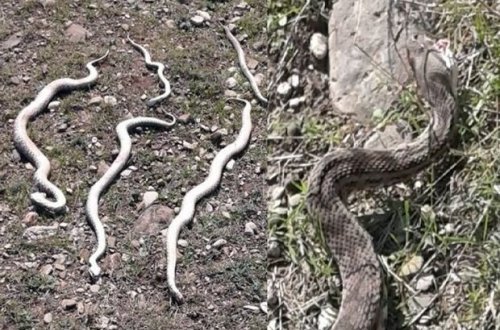 Oğuzda ilanlar evlərə hücum etdi – VİDEO