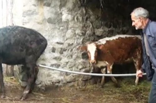 Qaxda qeyri-adi hadisə - 2 quyruqlu inək doğuldu - VİDEO