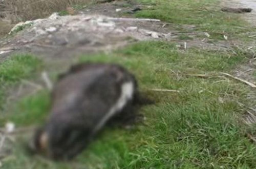 Xaçmazda VƏHŞİLİK: başı kəsilmiş şəkildə tapıldı