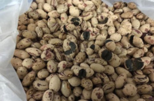 Lobyaların içindən tiryək çıxdı - ŞOK VİDEO