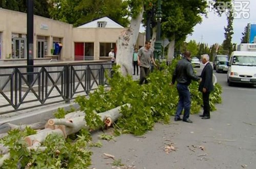Gəncədə güclü külək fəsadlar törətdi - FOTOLAR