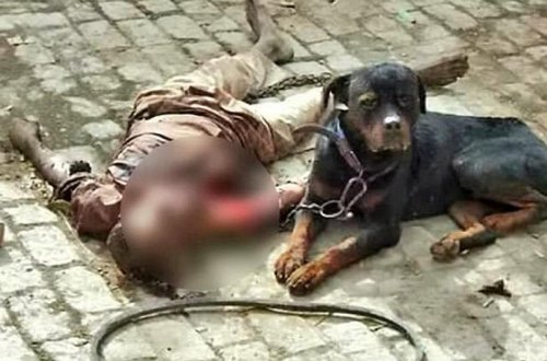 Şok kadrlar: it sahibini parçalayıb yedi - VİDEO 