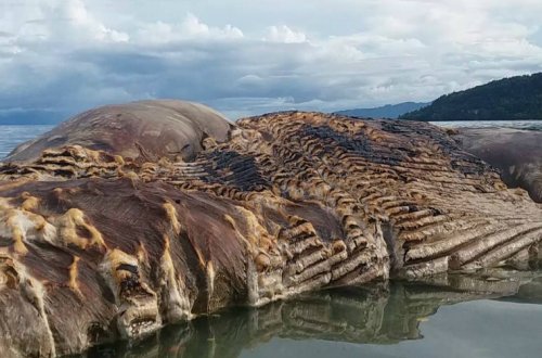 Alimlər dalğaların İndoneziya sahillərinə atdığı qəribə məxluqun nə olduğunu açıqladılar