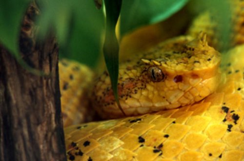 Sərxoş kişi ilanı qadın sanıb öpdü və OLANLAR OLDU