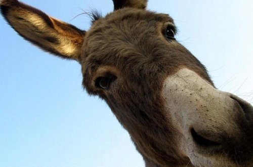 Eşşəklərin dərisini soyub Çinə satırlar, ətini isə... - FOTOLAR