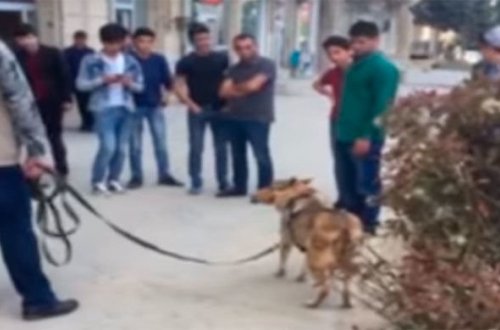 Bakının mərkəzində canavarla gəzdi – VİDEO