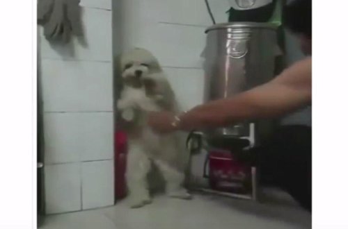 İki ayaq üstə dayanmadığı üçün itini döydü - VİDEO