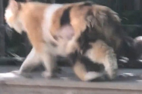 Bu pişiyin üç quyruğu var - VİDEO 