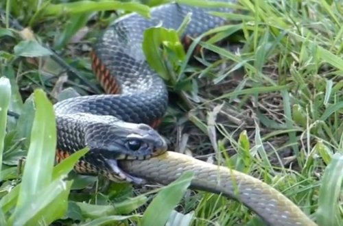 İlan ilanı uddu - VİDEO