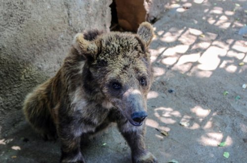 Bu restoranlarda reyd - 8 vəhşi heyvan müsadirə olundu