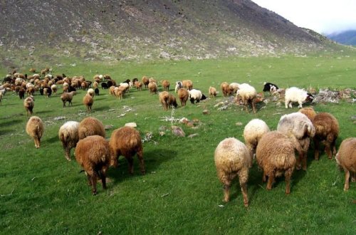 250 qoyunu ildırım vurdu – VİDEO