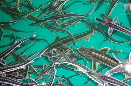 Çinlilərin kanalizasiyası və Azərbaycan bazarında nərə balığı monopoliyası - ELÇİN ƏLİYEV KİMDİR?