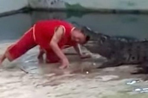 TIMSAH KIŞININ BAŞINI DIŞLƏDI, BARMAĞINI QOPARDI - ÜRƏYI ZƏIF OLANLAR BAXMASIN - VİDEO