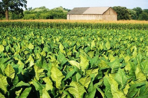 AZƏRBAYCAN TÜTÜNÜ RUSIYAYA BURAXILMADI
