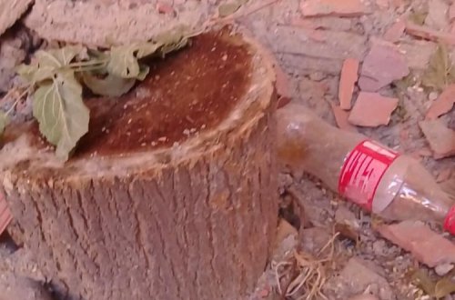 Qanunsuz ağac kəsən məmur haqqında Baş Prokurorluğa müraciət edilib