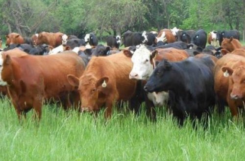 ÖLKƏ ÜZRƏ INƏK VƏ CAMIŞLARIN SAYI AZALIB DONUZ ISƏ ARTIB