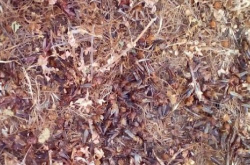 Nazirlik fermerlərə xəbərdarlıq etdi