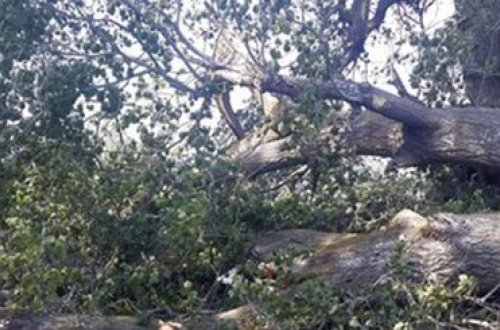 Qanunsuz ağac kəsimi ilə bağlı cinayət işi açıldı