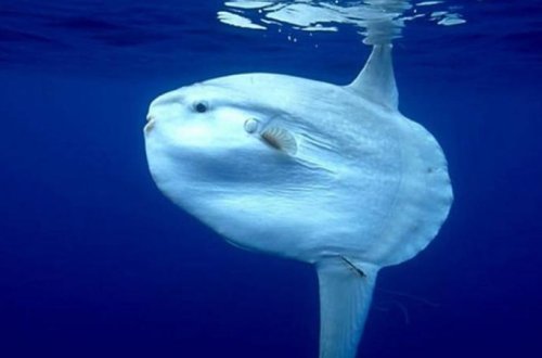 Əsrlər boyu dənizin altında gizlənən 2 tonluq balıq tapıldı - VİDEO