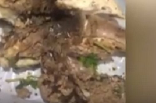 Bakıda ləvənginin içindən qurd çıxdı - VİDEO