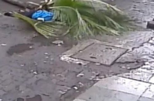 HINDISTANDA PALMA AĞACI MƏŞHUR APARICININ ÖLÜMÜNƏ SƏBƏB OLDU – VİDEO