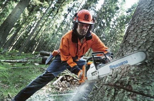 ETSN qanunsuz ağac kəsənləri cəzalandırır