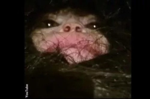 AZƏRBAYCANDA TAPILAN QEYRI-ADI MƏXLUQ DÜNYANI ŞOKA SALDI – VİDEO