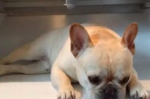 İstidən yata bilməyən it GÖRÜN NƏ ETDİ? - VİDEO