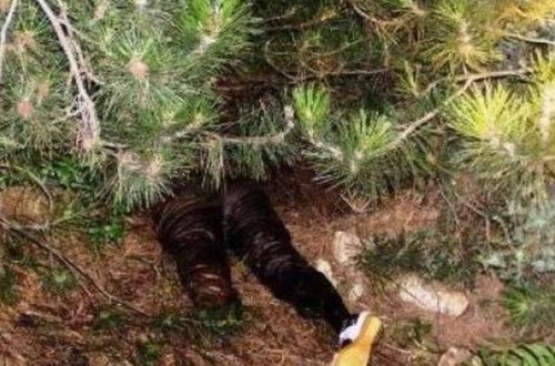 SON DƏQİQƏ!!! Tanınmış güləşçi öldürüldü - Cəsədi kəndin yaxınlığından tapıldı