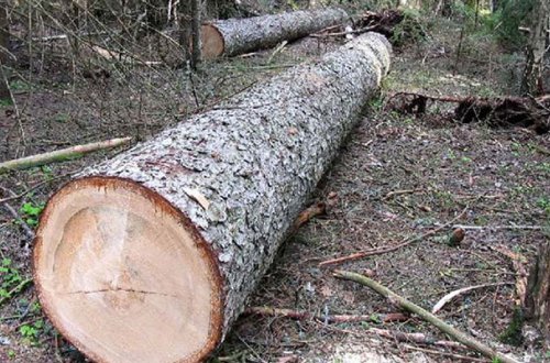 Zaqatalada ağac kəsənə 3 minlik cərimə