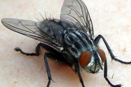 İmtahanda az bal yığan müəllim milçəyi günahlandırdı