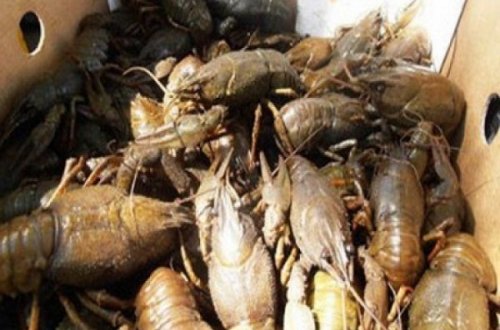 Gürcüstana qanunsuz yolla dəniz məhsulları daşıyan Ermənistan vətəndaşı saxlanılıb